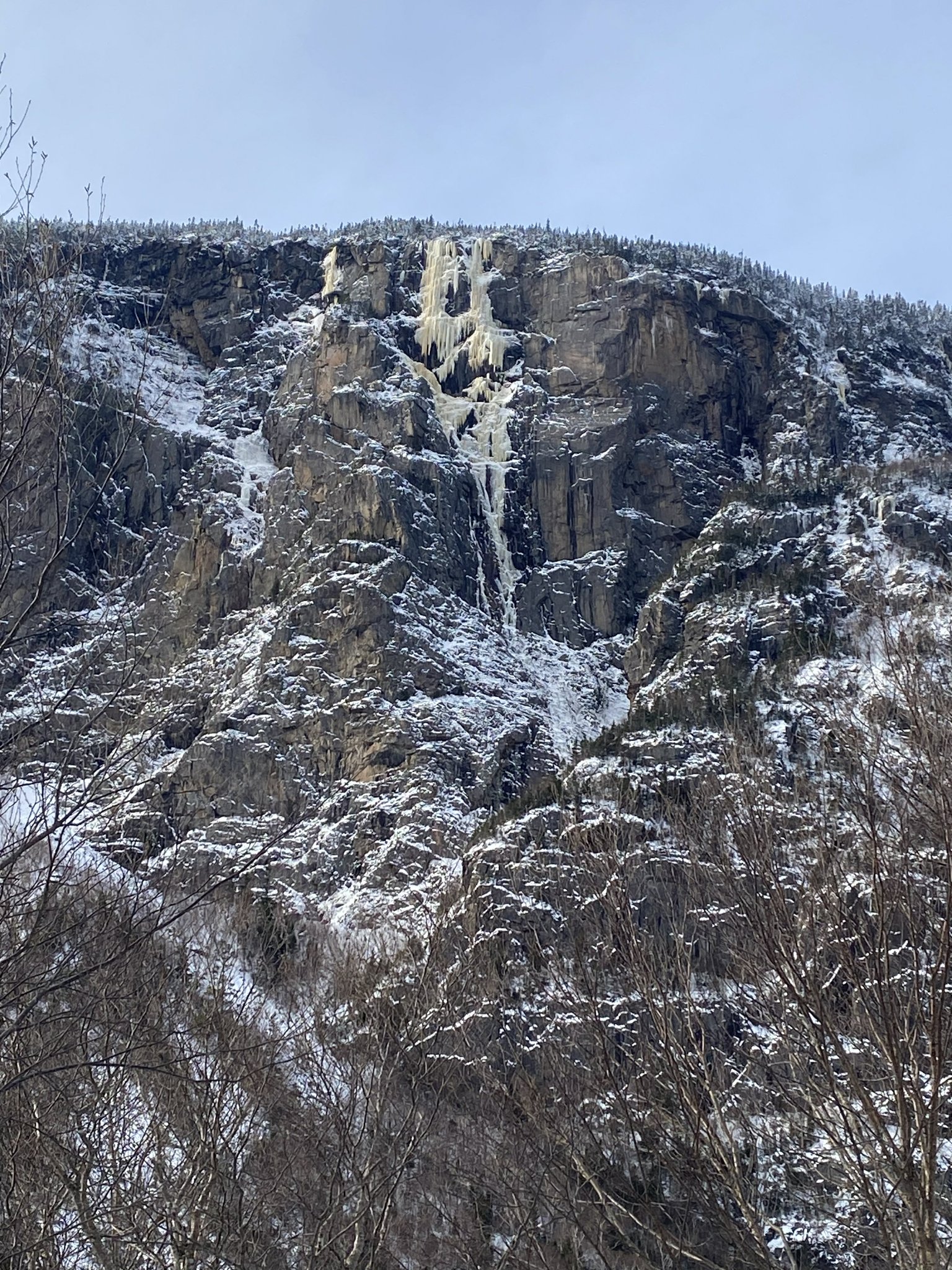 Pomme d'or annonce.jpg