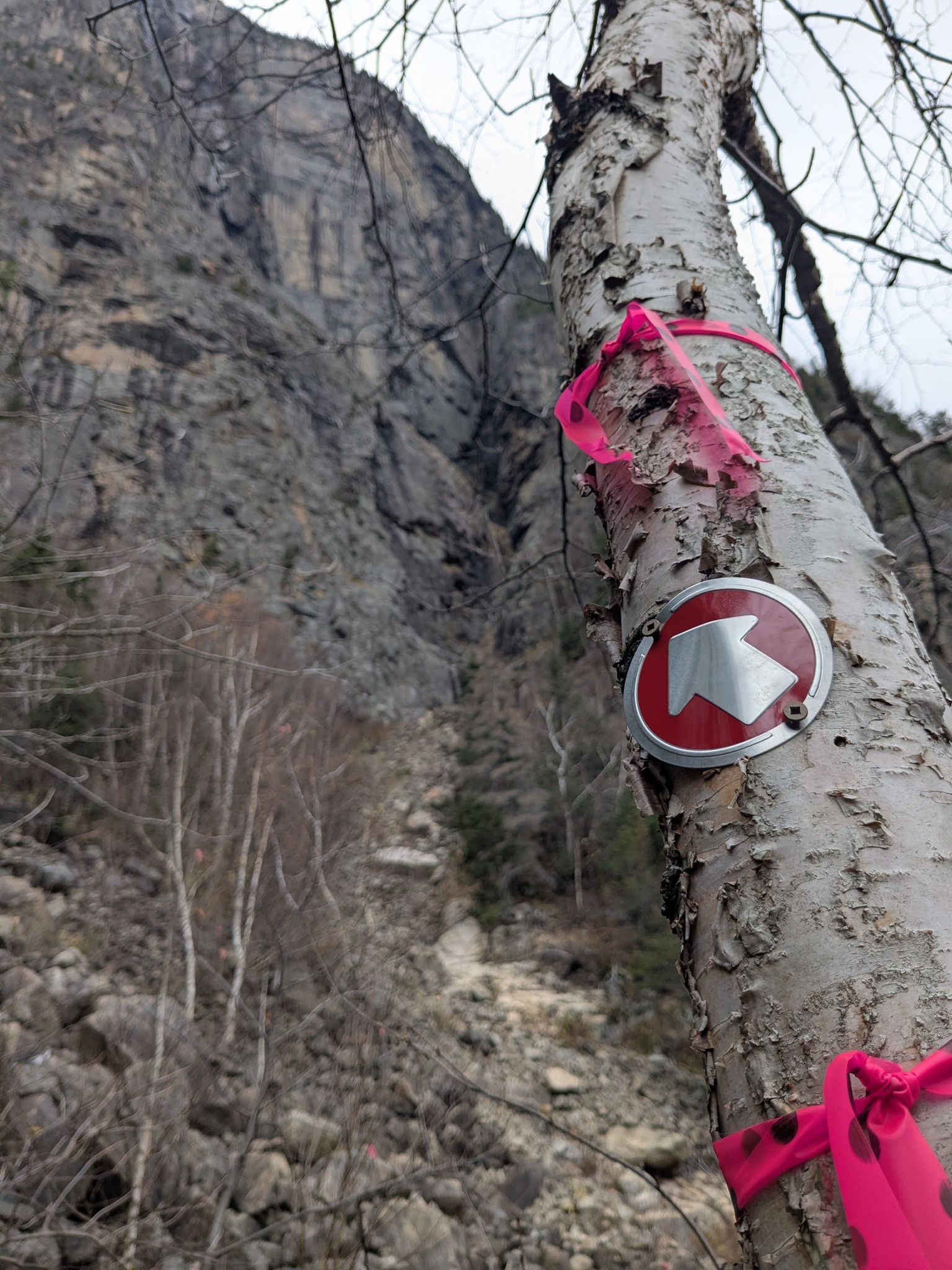 Pomme d'or annonce3.jpg